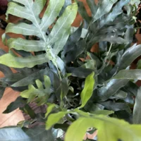 blue star fern phlebodium aureum 17cm pot