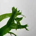 blue star fern phlebodium aureum 17cm pot (copy)
