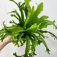 blue star fern phlebodium aureum 17cm pot (copy)