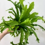 Asplenium Nidus Crissie Nest Fern 17cm pot