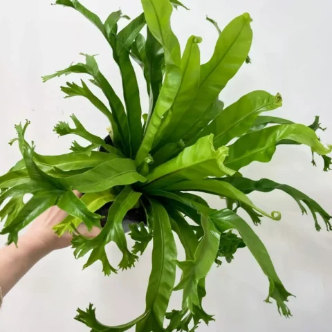 blue star fern phlebodium aureum 17cm pot (copy)