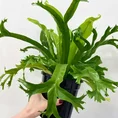 blue star fern phlebodium aureum 17cm pot (copy)
