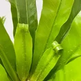 blue star fern phlebodium aureum 17cm pot (copy)