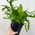 blue star fern phlebodium aureum 17cm pot (copy)