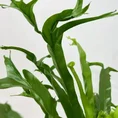 blue star fern phlebodium aureum 17cm pot (copy)