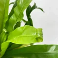 blue star fern phlebodium aureum 17cm pot (copy)