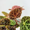 begonia ferox fierce plant 12cm pot