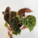 Begonia Ferox Fierce Plant 12cm pot