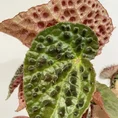 begonia ferox fierce plant 12cm pot