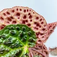 begonia ferox fierce plant 12cm pot