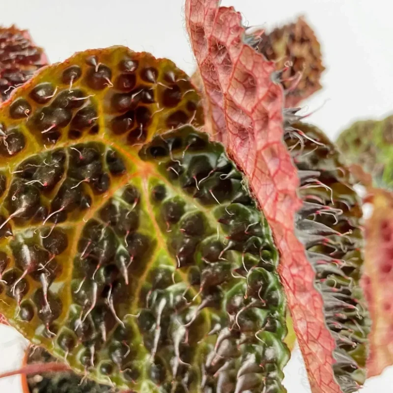 begonia ferox fierce plant 12cm pot begonia ferox fierce plant 12cm pot