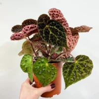 begonia ferox fierce plant 12cm pot