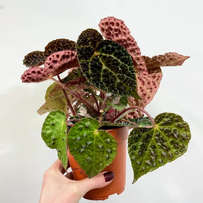 begonia ferox fierce plant 12cm pot begonia ferox fierce plant 12cm pot