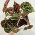 begonia ferox fierce plant 12cm pot
