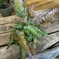 pteris quadriaurita tricolour fern 7cm pot