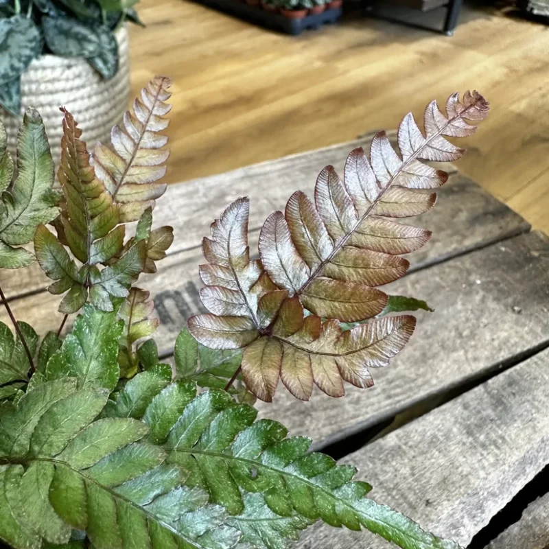 pteris quadriaurita tricolour fern 7cm pot pteris quadriaurita tricolour fern 7cm pot