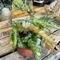 pteris quadriaurita tricolour fern 7cm pot