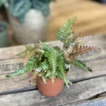 pteris quadriaurita tricolour fern 7cm pot