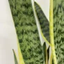 sansevieria trifasciata laurentii variegata xl 100cm height 21cm