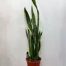 sansevieria trifasciata laurentii variegata xl 100cm height 21cm
