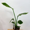 strelitzia nicolai bird of paradise 12cm pot