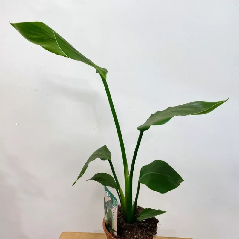 strelitzia nicolai bird of paradise 12cm pot strelitzia nicolai bird of paradise 12cm pot