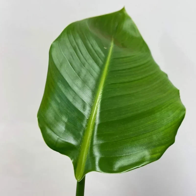 strelitzia nicolai bird of paradise 12cm pot strelitzia nicolai bird of paradise 12cm pot