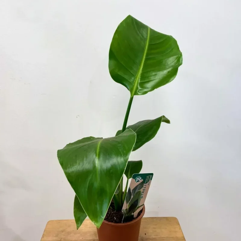 strelitzia nicolai bird of paradise 12cm pot strelitzia nicolai bird of paradise 12cm pot