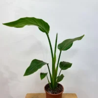 strelitzia nicolai bird of paradise 12cm pot