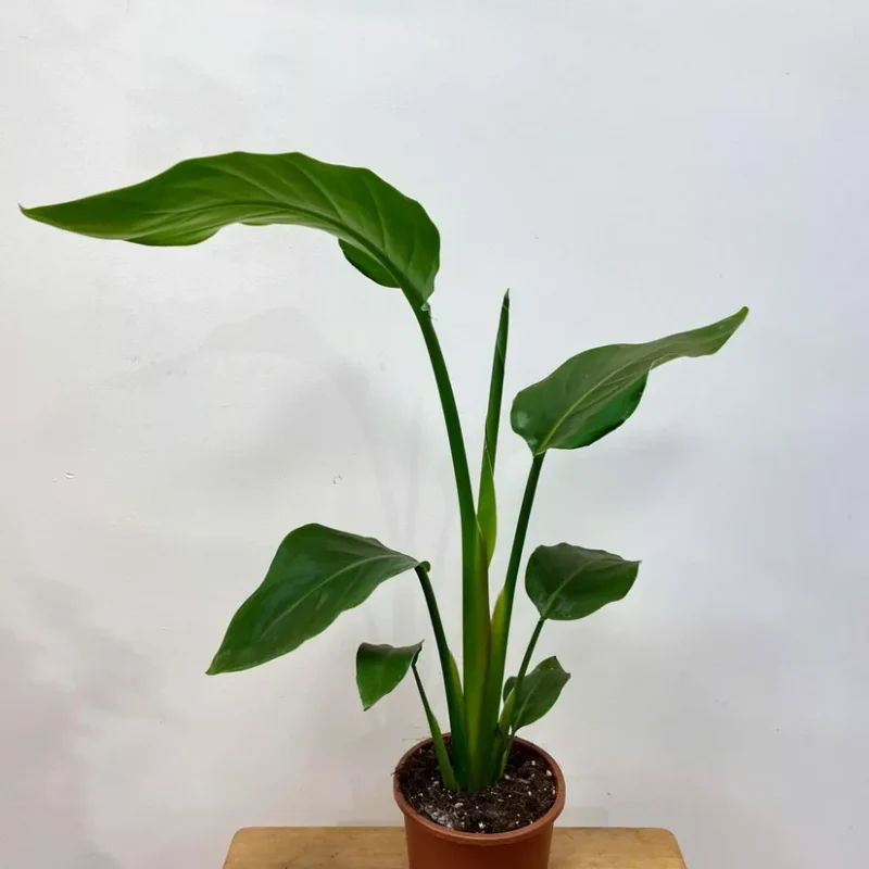 strelitzia nicolai bird of paradise 12cm pot strelitzia nicolai bird of paradise 12cm pot
