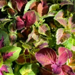 Coleus Mix 9cm pot