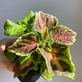coleus mix 9cm pot