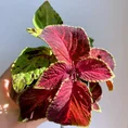 coleus mix 9cm pot