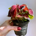 coleus mix 9cm pot