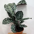 calathea helen keneddy prayer plant 19cm pot