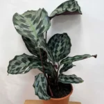 Calathea Helen Keneddy Prayer Plant 19cm pot