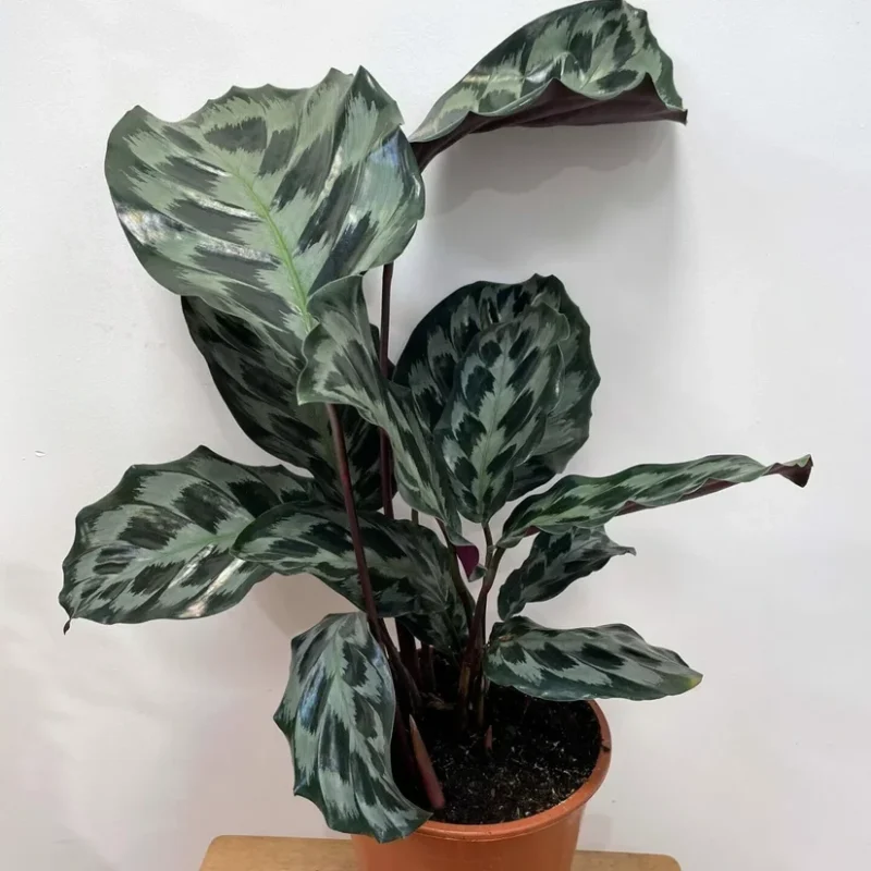 calathea helen keneddy prayer plant 19cm pot
