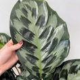 calathea helen keneddy prayer plant 19cm pot