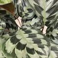 calathea helen keneddy prayer plant 19cm pot
