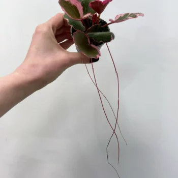 Saxifraga Stolonifera Strawberry Begonia 6cm Houseplants begonia 2