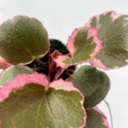 saxifraga stolonifera strawberry begonia 6cm