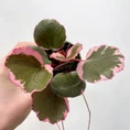 Saxifraga Stolonifera Strawberry Begonia 6cm