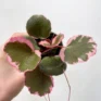 saxifraga stolonifera strawberry begonia 6cm