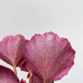 saxifraga stolonifera strawberry begonia 6cm