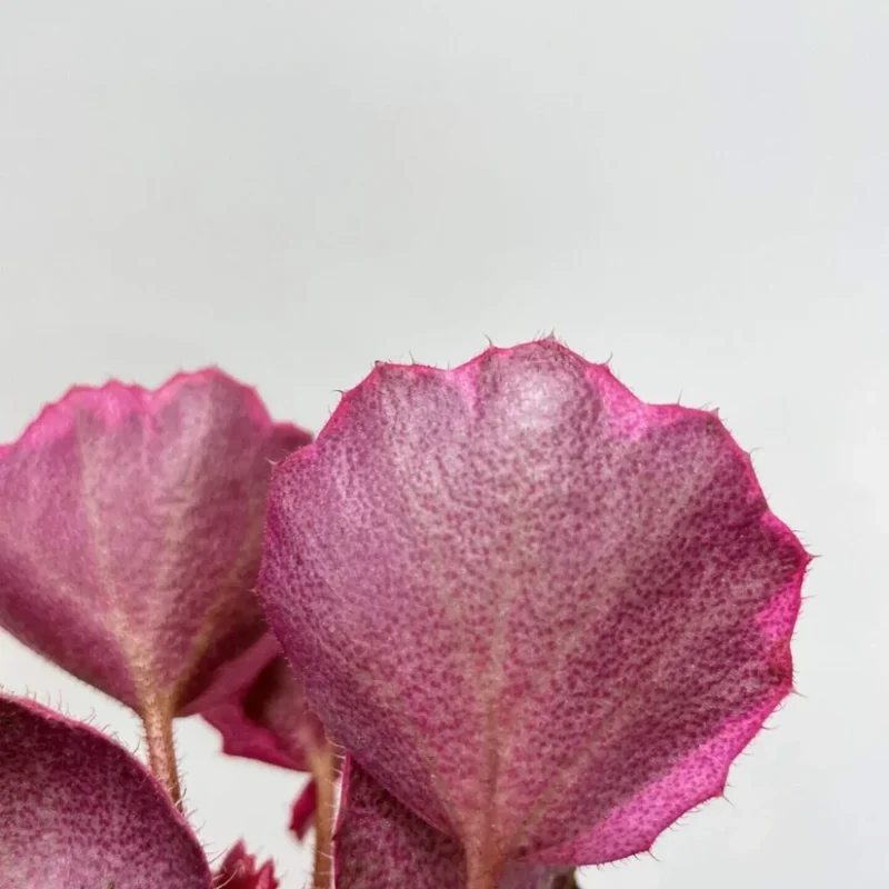 saxifraga stolonifera strawberry begonia 6cm saxifraga stolonifera strawberry begonia 6cm