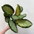 calathea rufibarba bluegrass prayer plant 12cm pot