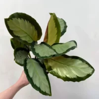 calathea rufibarba bluegrass prayer plant 12cm pot