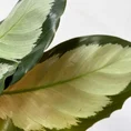 calathea rufibarba bluegrass prayer plant 12cm pot