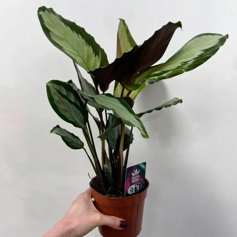 calathea rufibarba bluegrass prayer plant 12cm pot calathea rufibarba bluegrass prayer plant 12cm pot