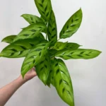 Calathea Leopardina Prayer Plant 12cm pot